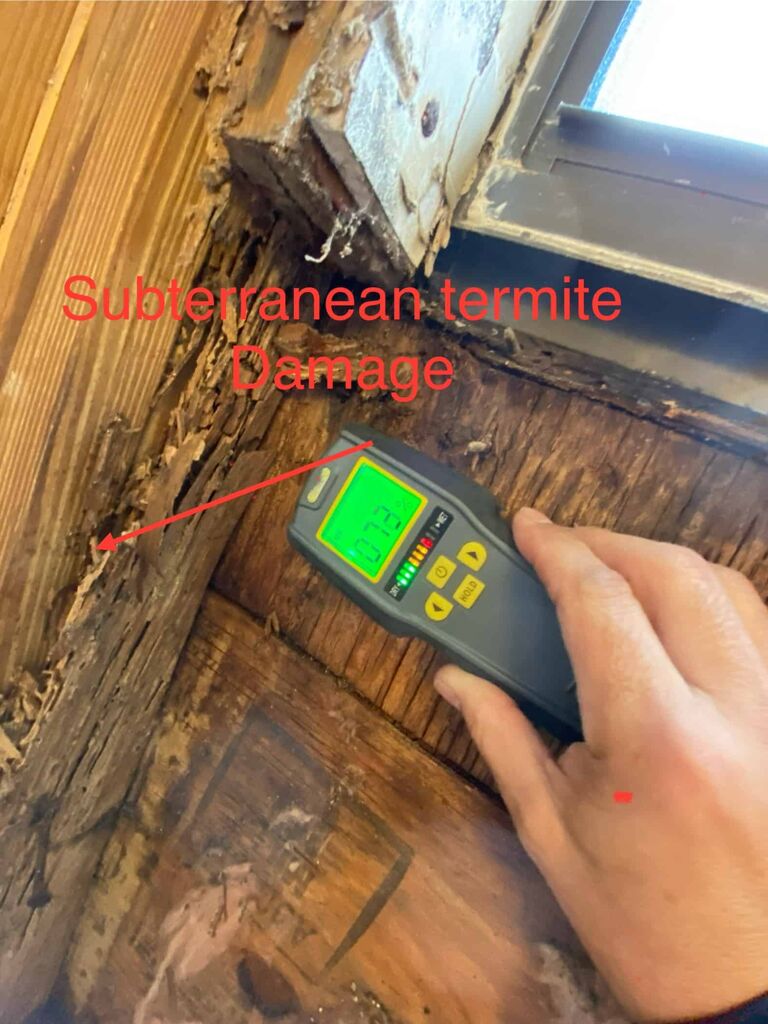 Damage caused by subterranean termites