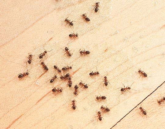 Gold-digging ants – an(other) explanation