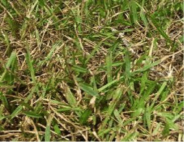 Treating Your Lawn for Grey Leaf Spot Fungus