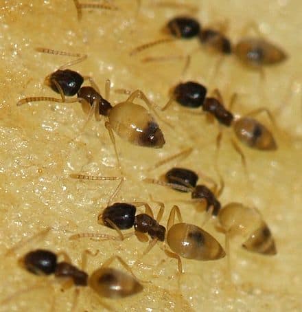 ghost ant treatment and extermination