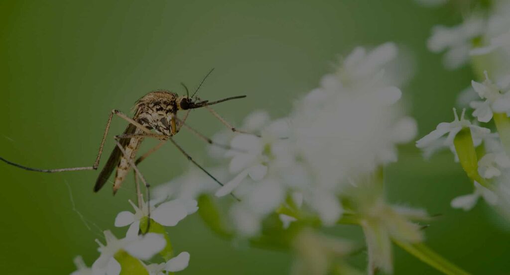 Mosquitoes in Florida