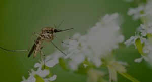 Mosquitoes in Florida