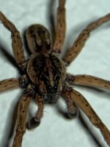 Wolf Spider at my house - Dave's Pest Control