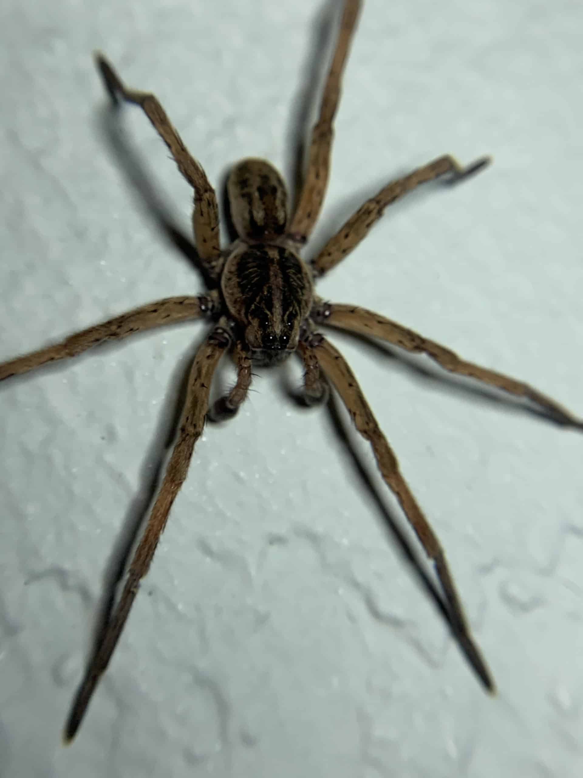 Florida Spiders in the Fall, Preventing Spiders