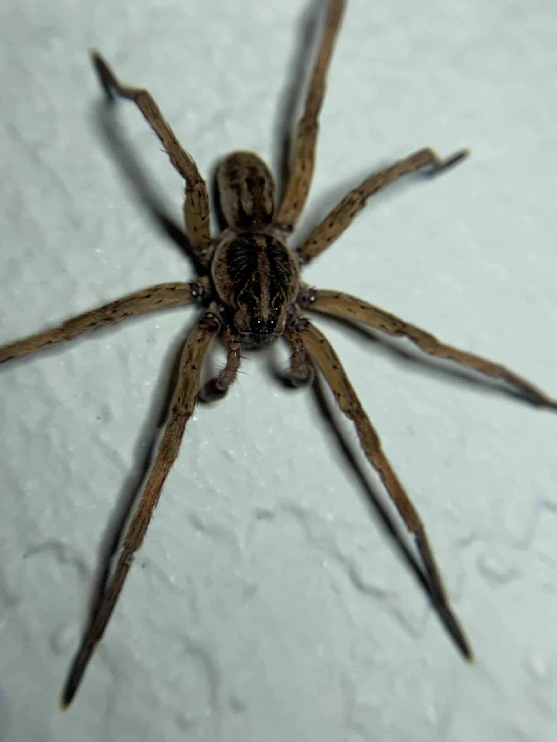 Wolf Spider  Pest Information & Prevention Tips