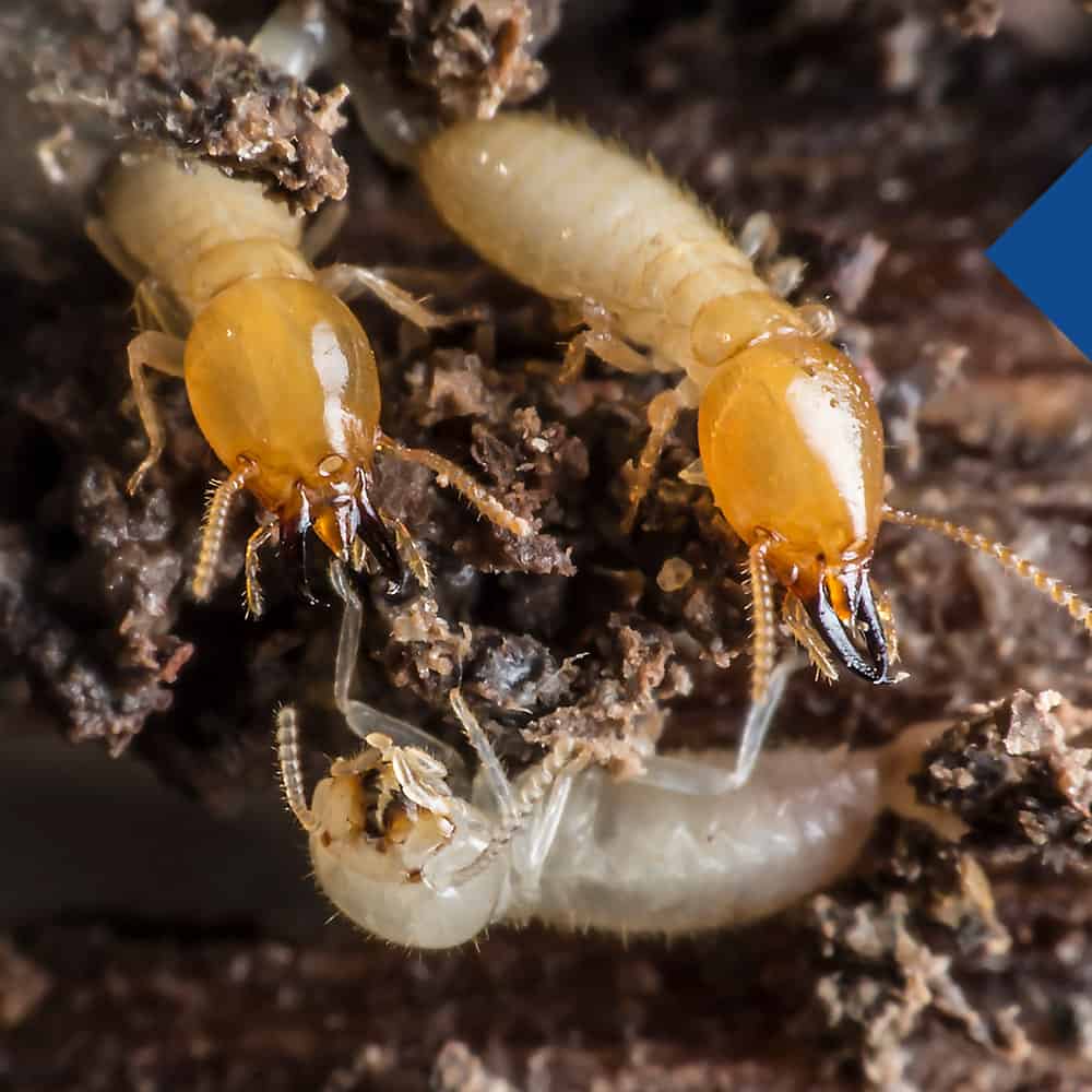 Termite