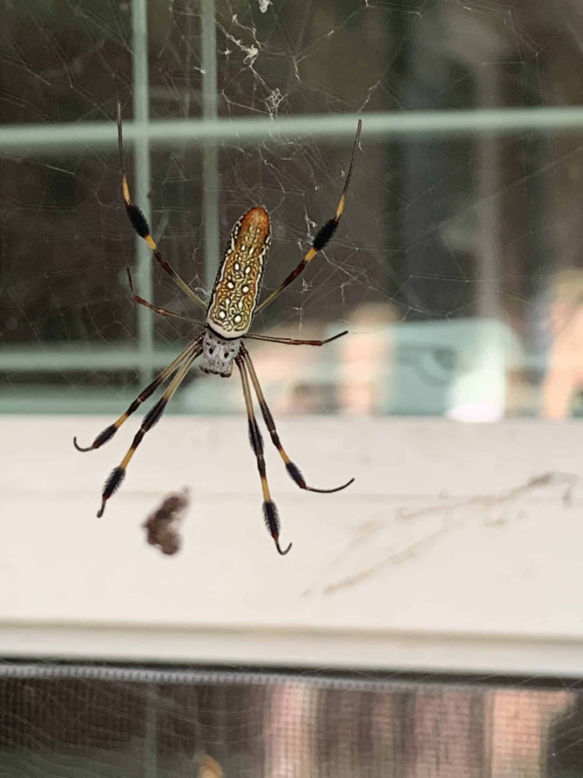 Orb-Weaver Spiders: Spooky Webs But Great For Pest Control