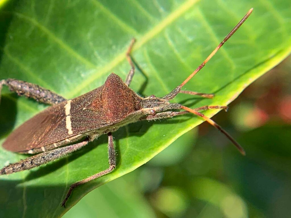 Flying Insects in Florida | Everything You Need to Know