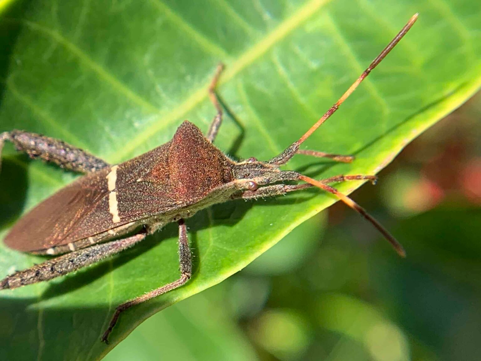 florida-s-flying-insects-dave-s-pest-control