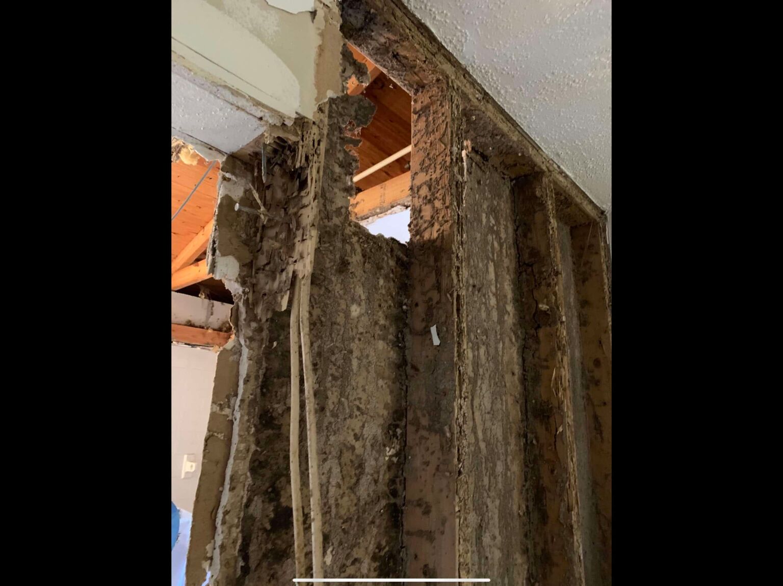 formosan-termites-in-florida-dave-s-pest-control