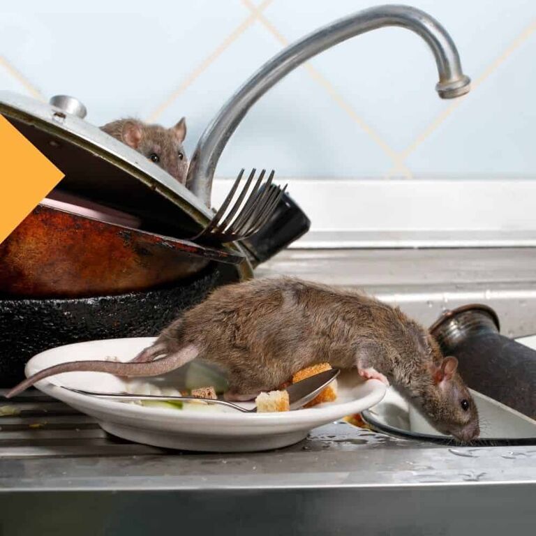 Rodent Control - Inspections And Exterminations | Dave's Pest Control