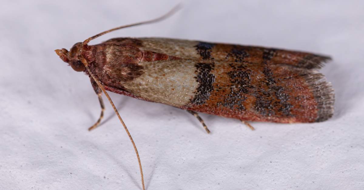 Indianmeal moth, Pantry Pests