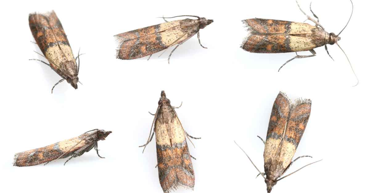 How to Get Rid of Pantry Moths & More: Canberra Pest Control