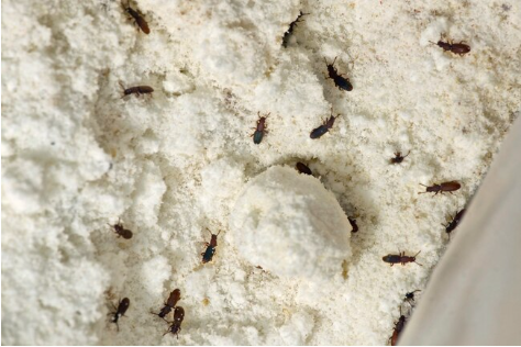 Are Pantry Pests inside your kitchen? - Dave's Pest Control