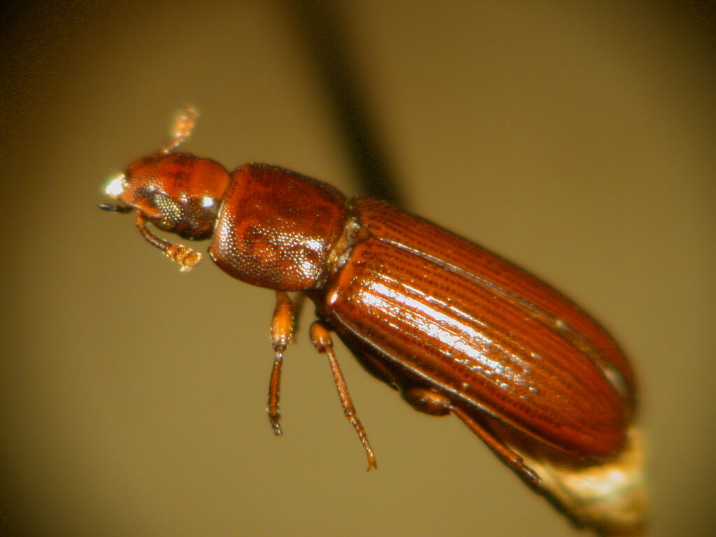 Are Pantry Pests inside your kitchen? Dave's Pest Control