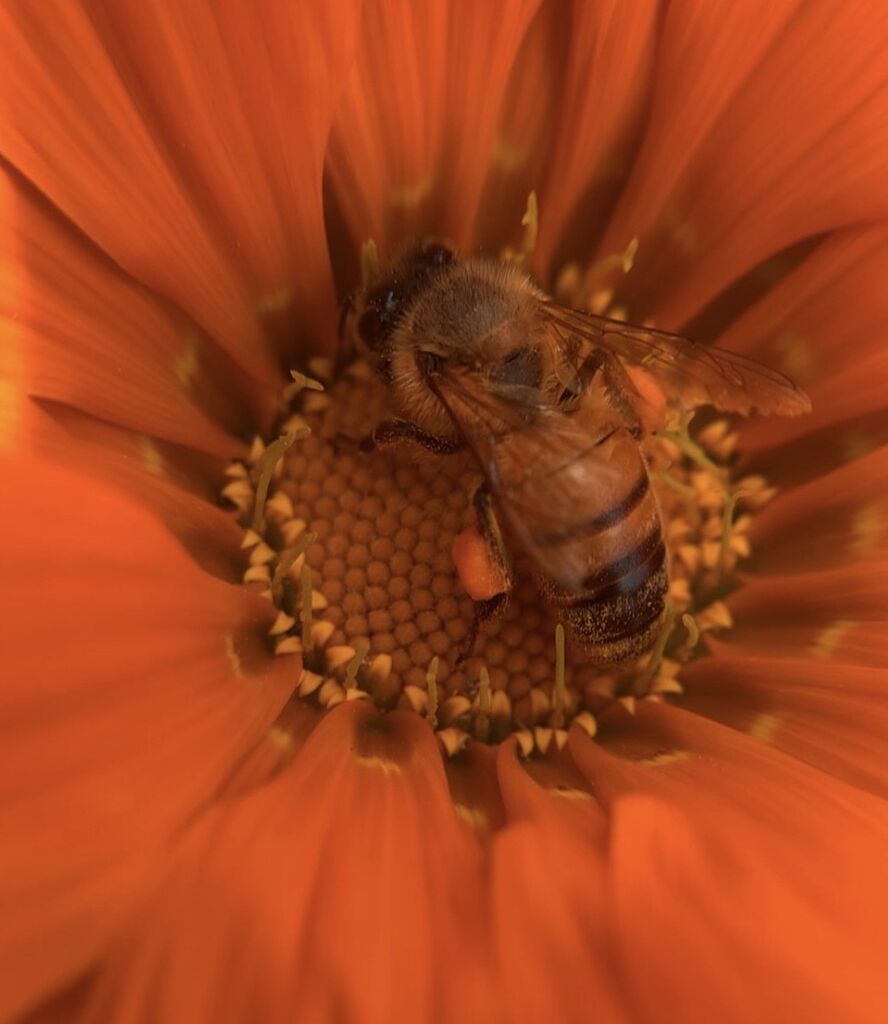 How Deep Do Carpenter Bees Burrow: Unveiling Their Impressive Digging Abilities