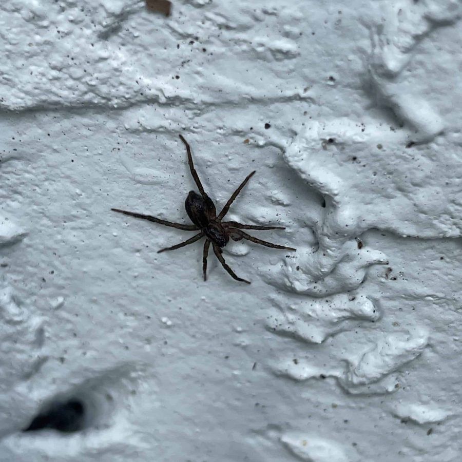 Wolf Spider Identification, Habits & Behavior