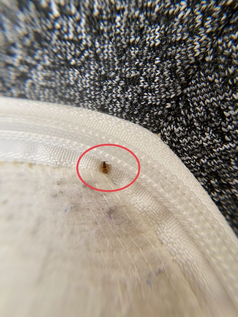 Bed Bug Exterminator Chicago Near Me