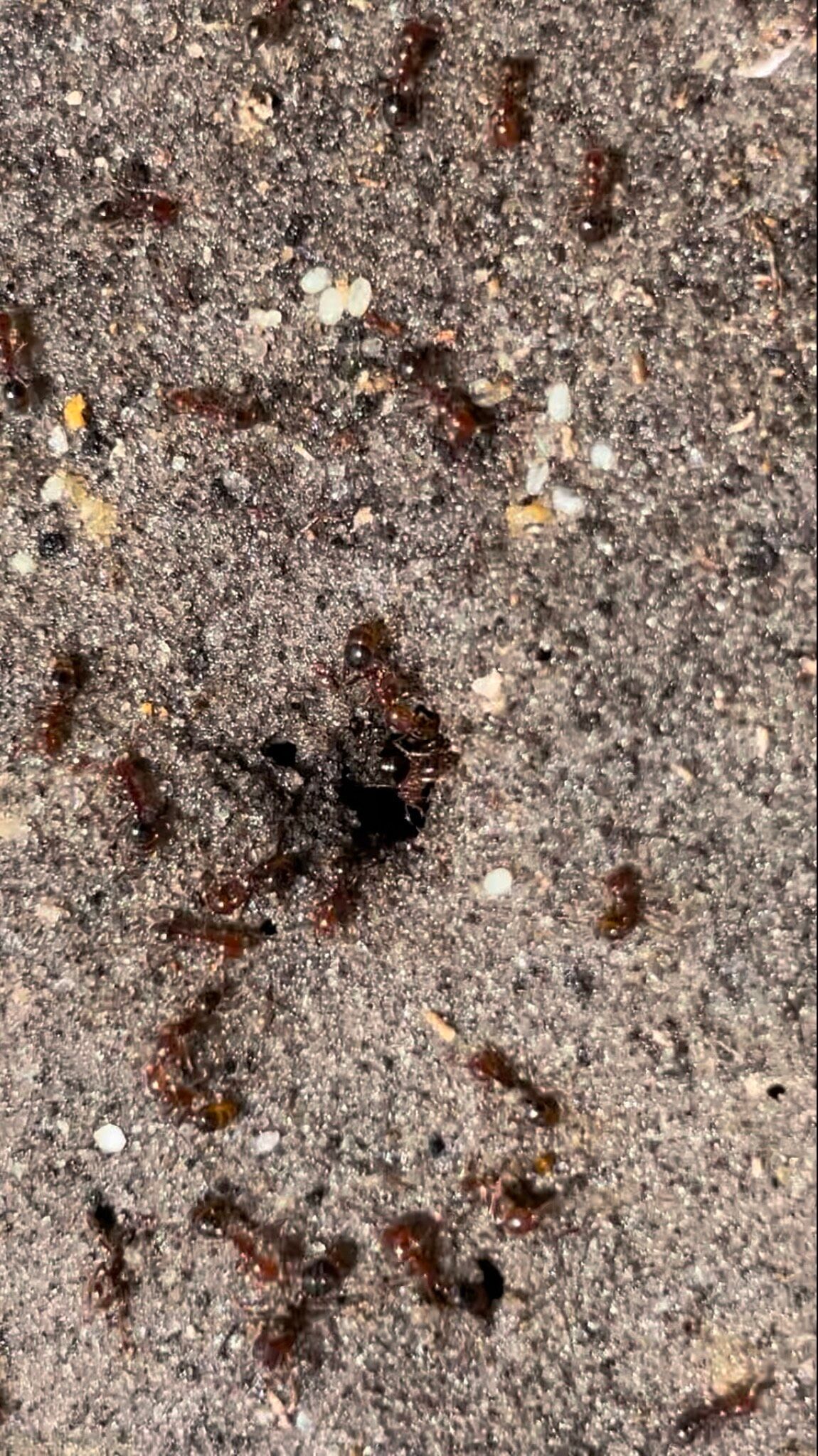 The Invasion Of Crazy Ants In Florida Ecological Impact And Management   IMG 9731 