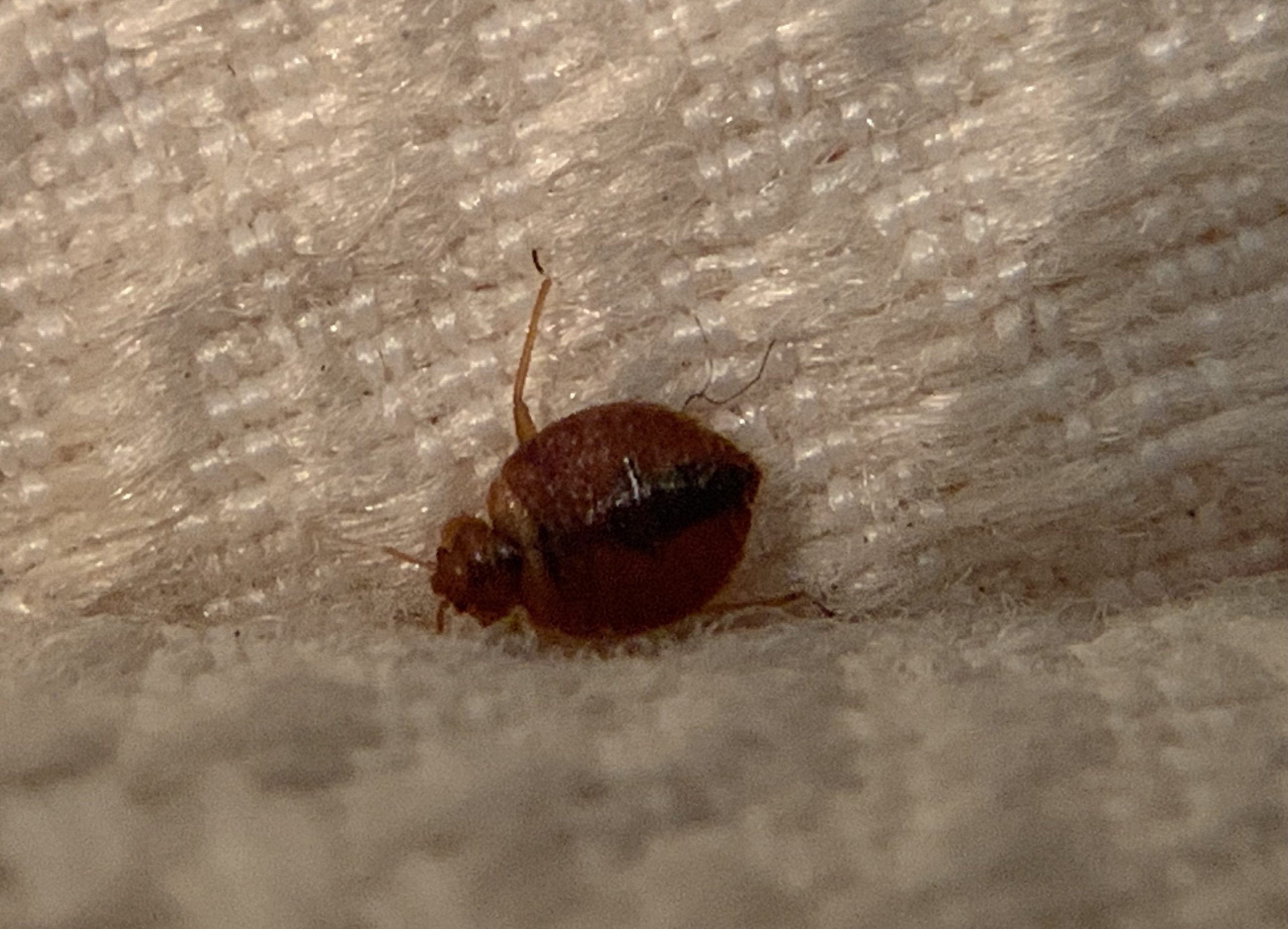 How long can bed bugs live inside a sealed plastic bag?