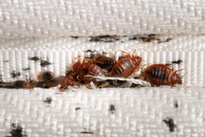 Bed bugs infestation