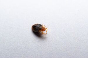 What attracts Bed Bugs