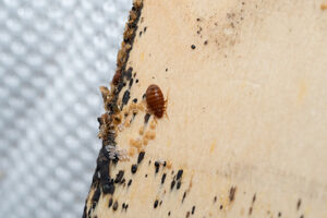 Baby Bed Bugs