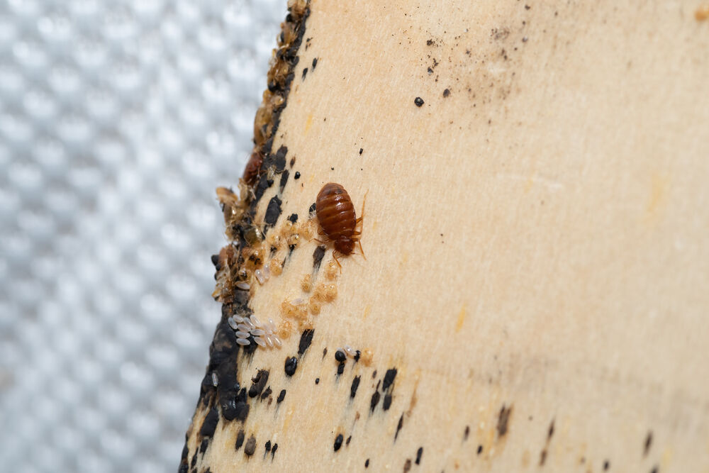 Baby Bed Bugs