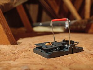 mouse traps in attic