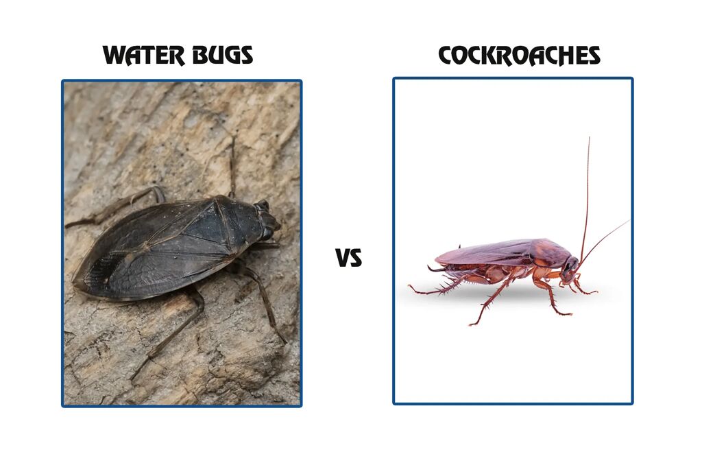 difference between water bugs and roaches